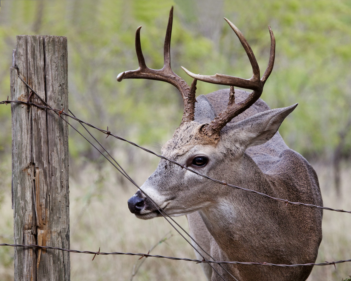 Barbed Wire Buck