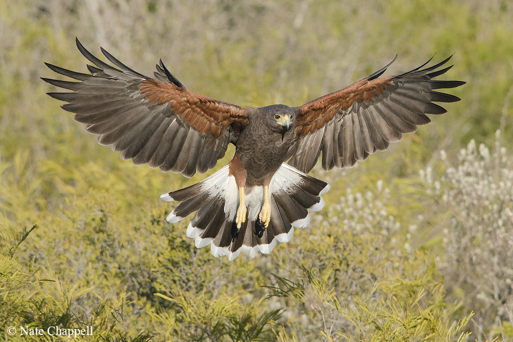 Harris's Hawk