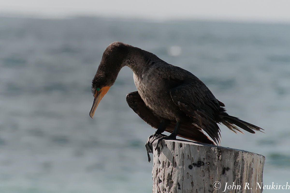 Cormorant