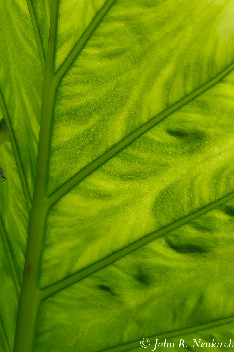 Feeling green
