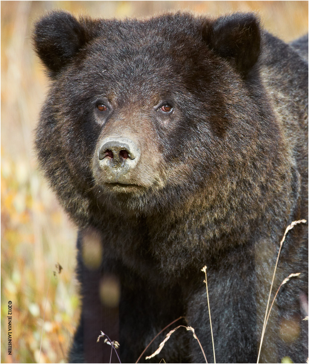 Posing Grizzly