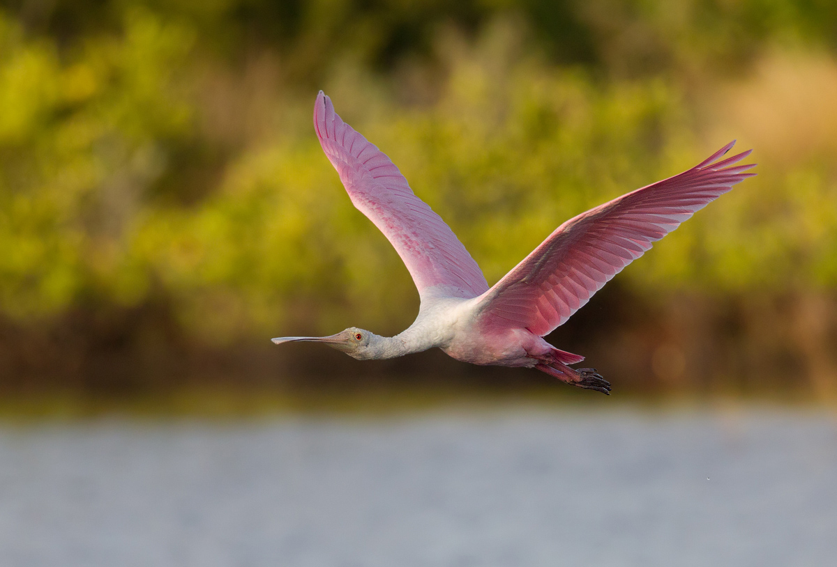 Roseate Spoonbill