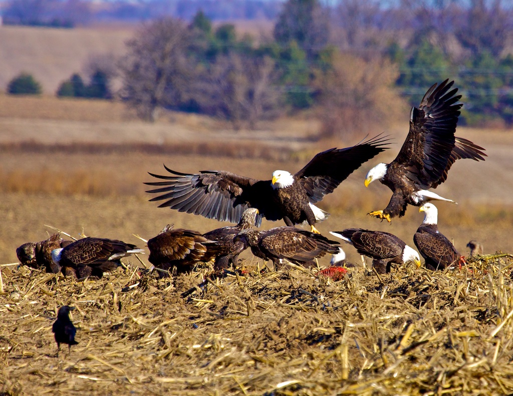 Eagle Rendezvous part 2