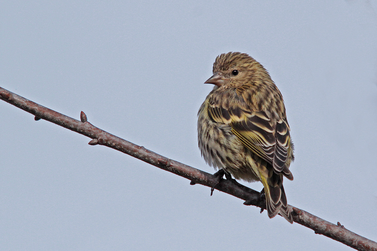 Pine Siskin