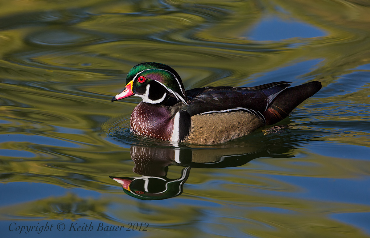 Wood Duck