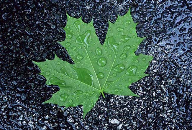 Maple Leaf