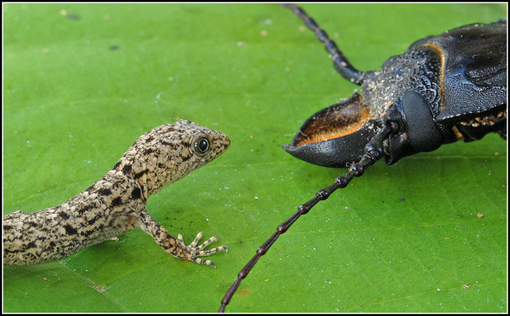 Head to Head