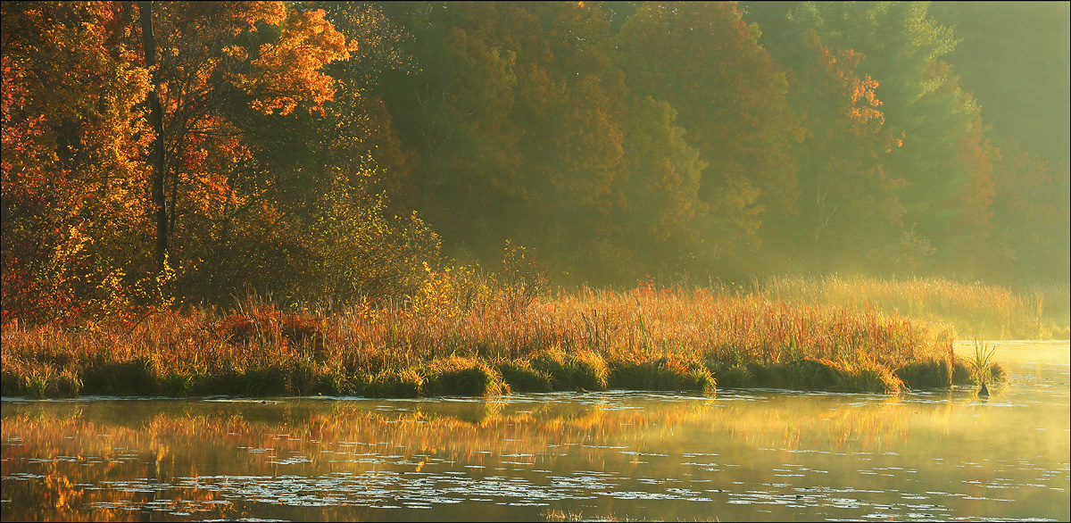 Morning in the Marsh