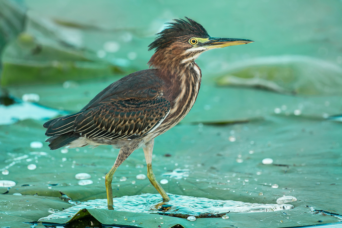 Green Heron Juvenile