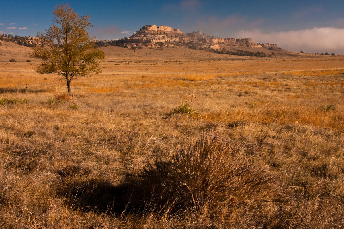 Bush, Tree & Butte