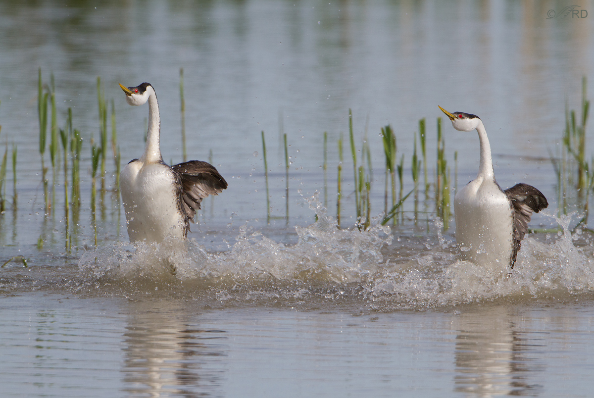 Western Grebes