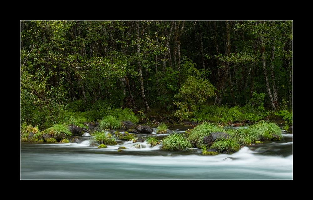 Along the McKenzie River
