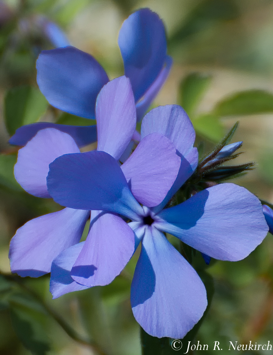 Wild blue phlox