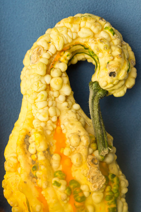 Preening Bird Gourd
