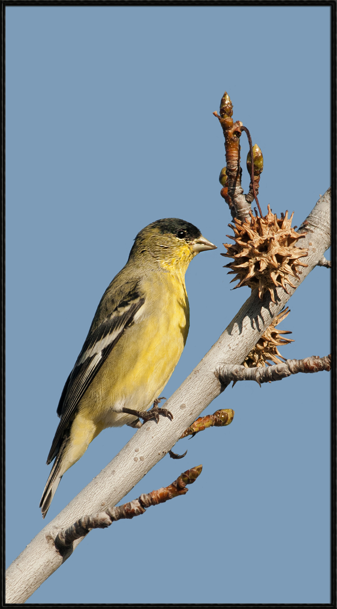 Goldfinch