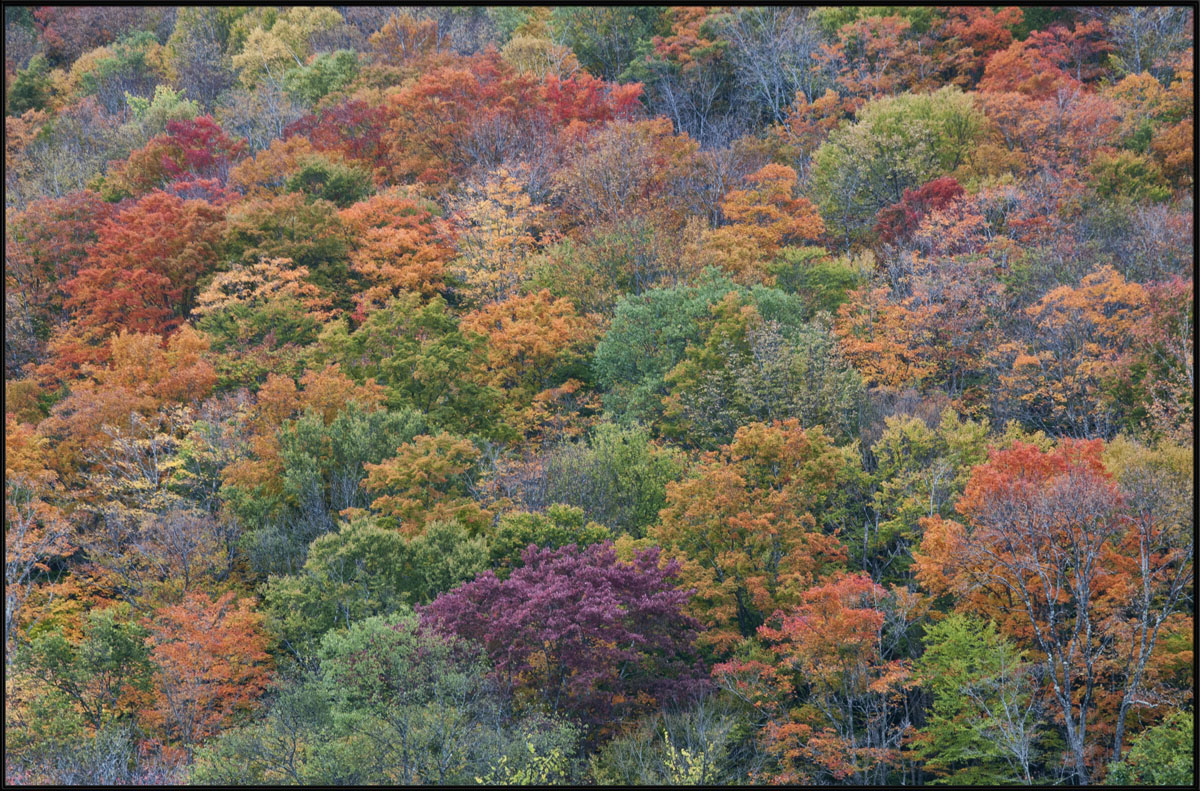 An Autumn Palette