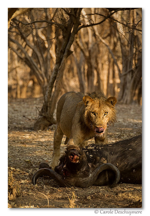 buffalo kill