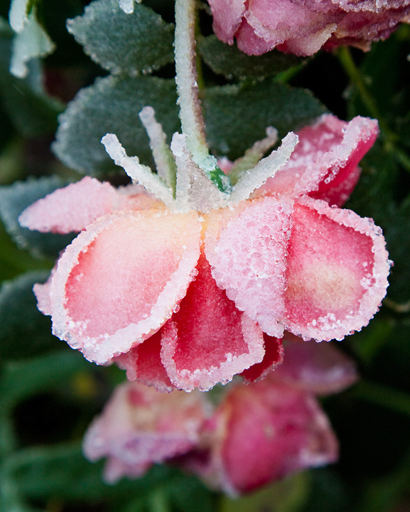 WC559 Frozen Rose