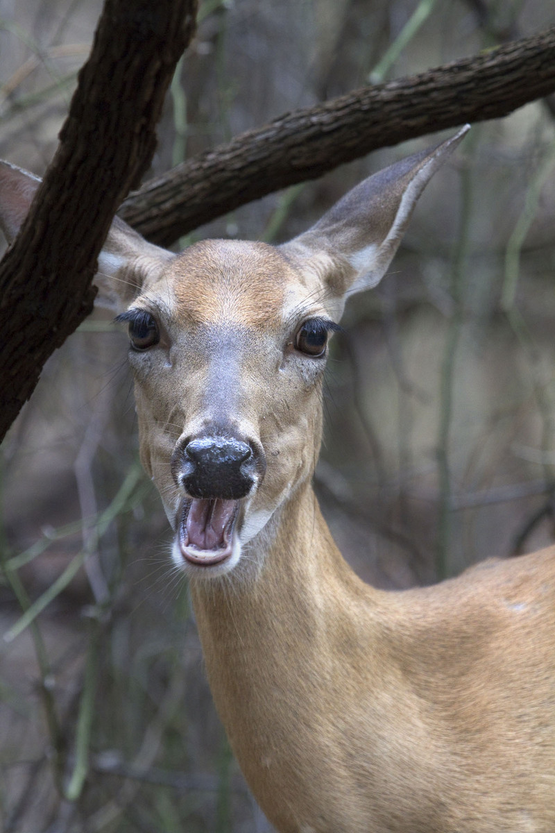 Yawning Doe