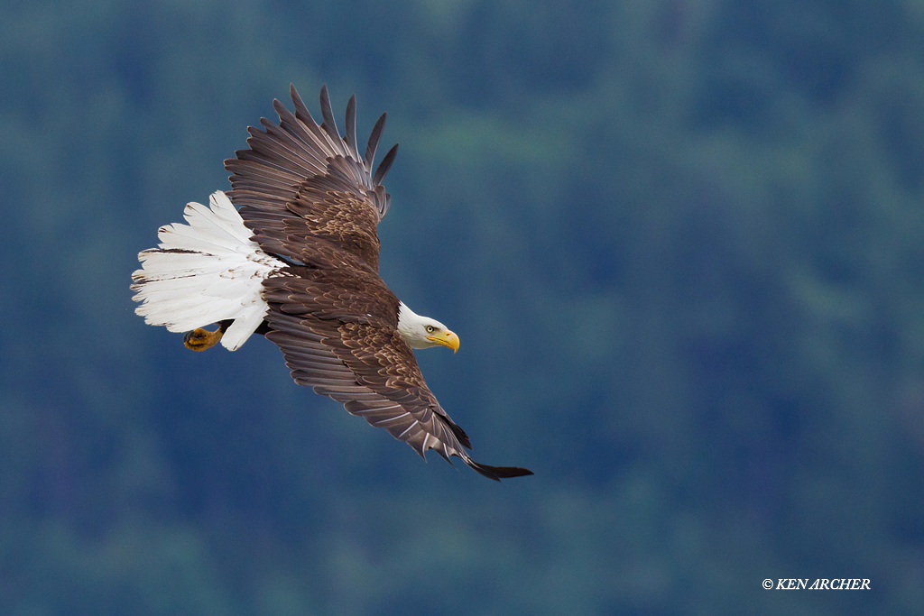 Bald Eagle