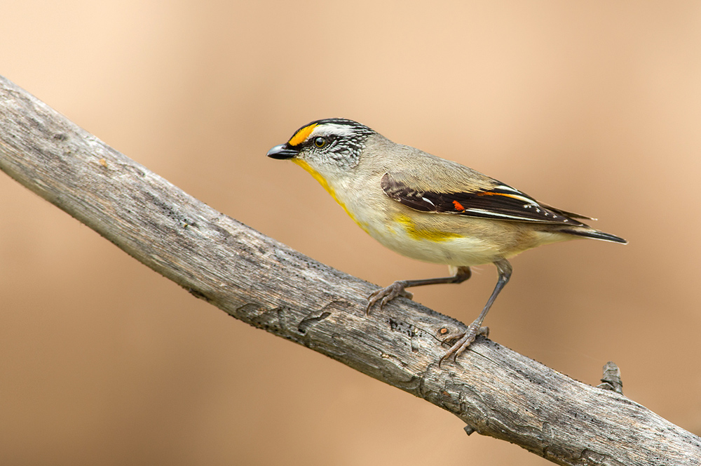 Striated Pardalote