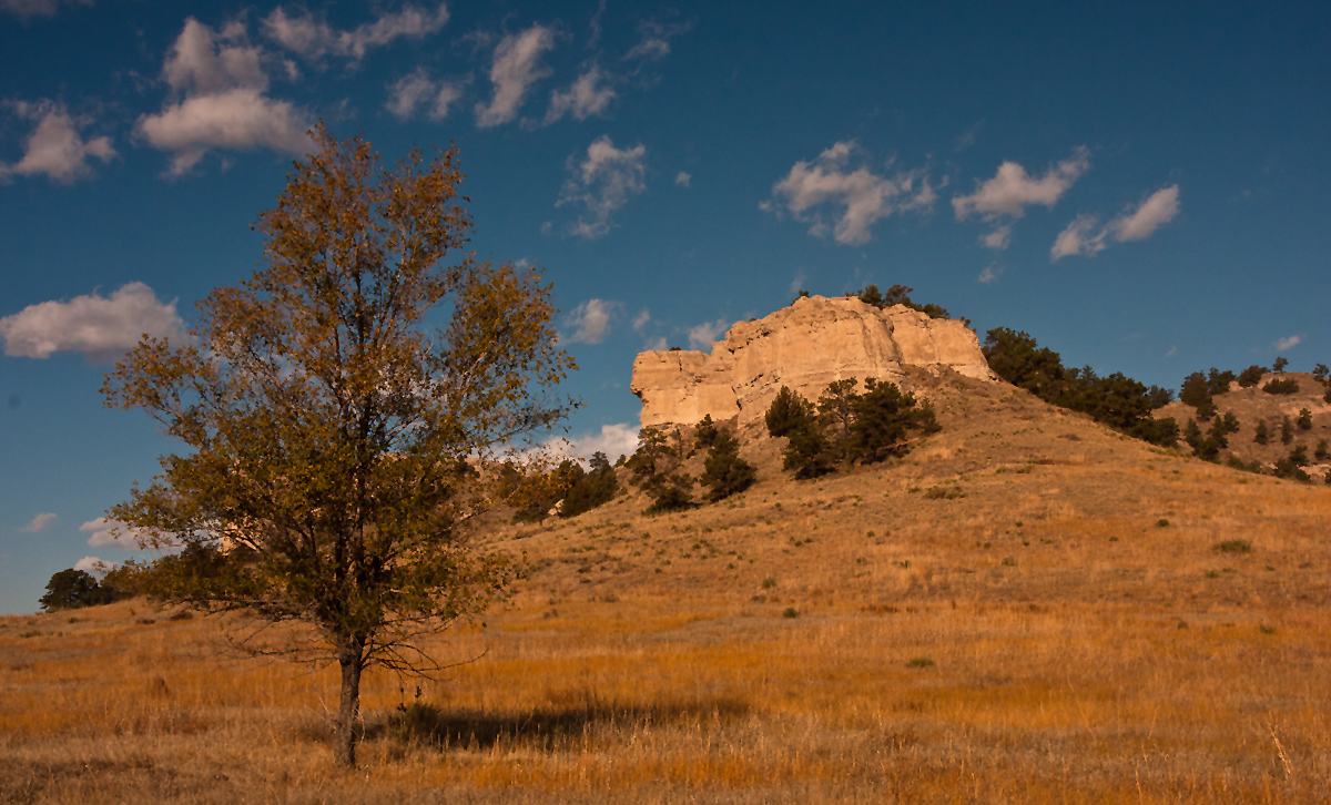 Tree and Butte