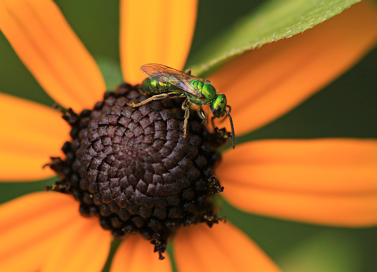 Green and orange