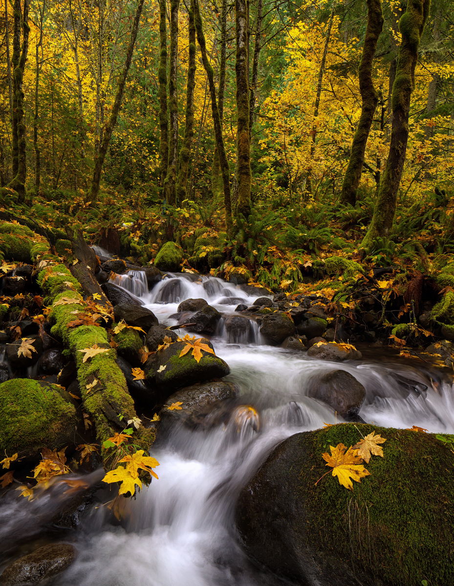 Dry Creek Autumn