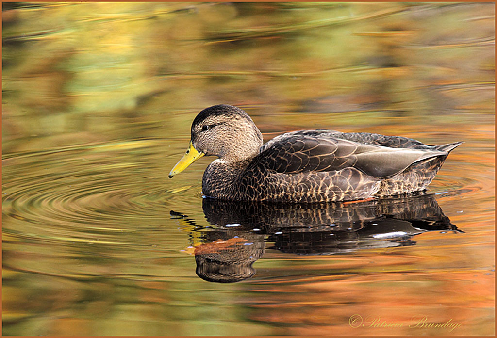 Black Duck Hybrid
