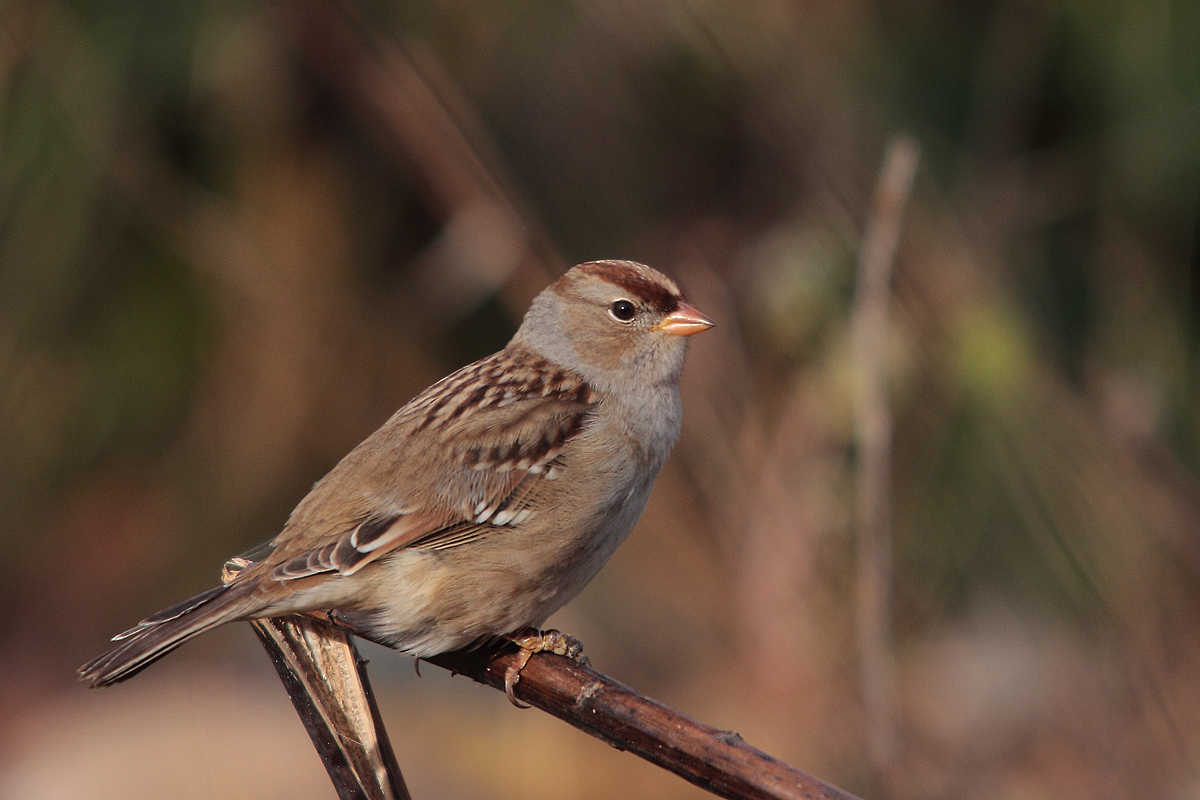 Immature white crown sparrow