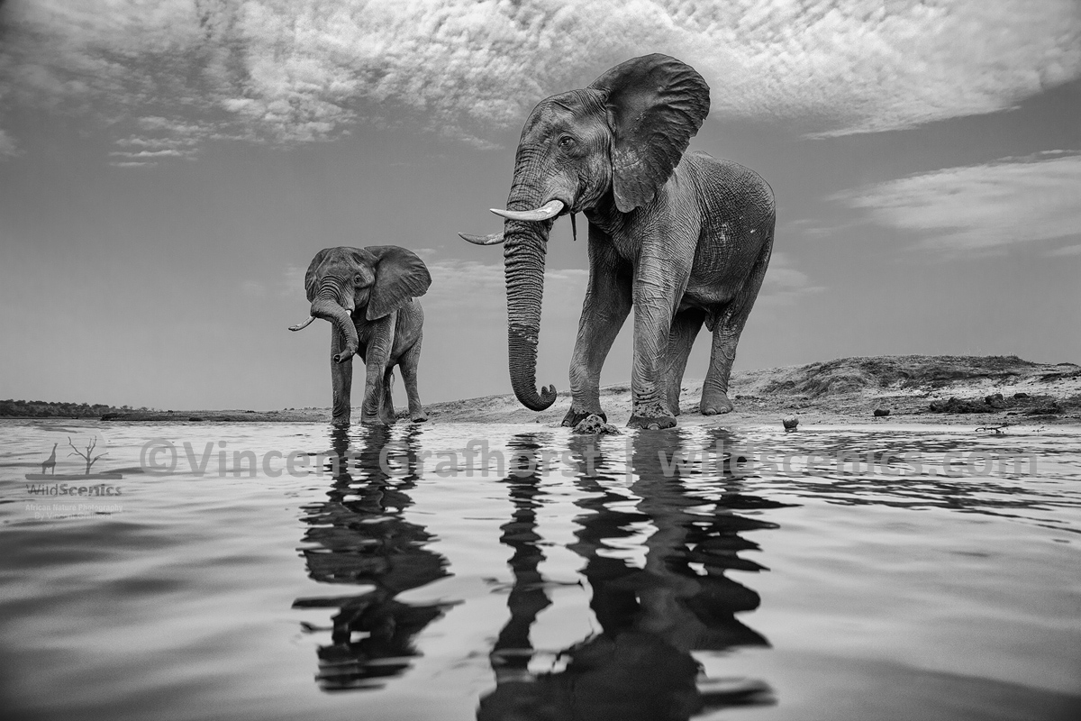 Chobe Bulls