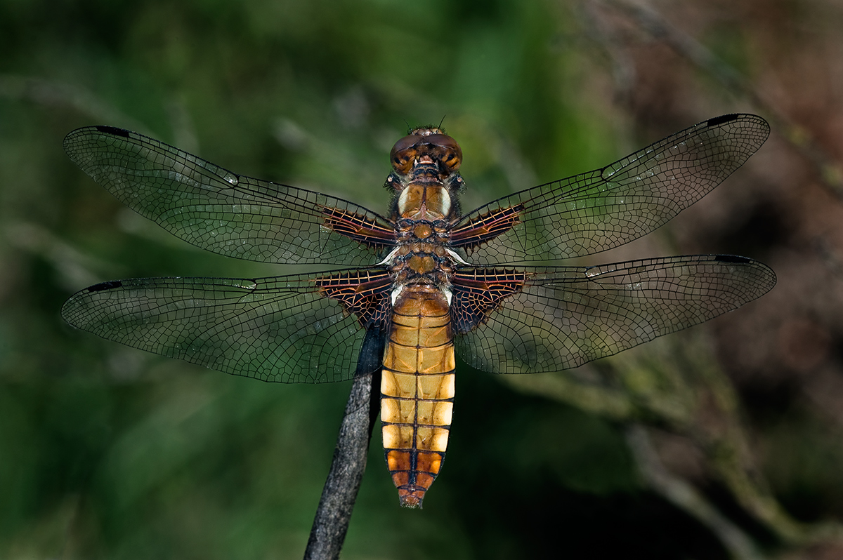 Broad-bodied Chaser