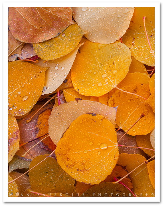 Fleeting Fall