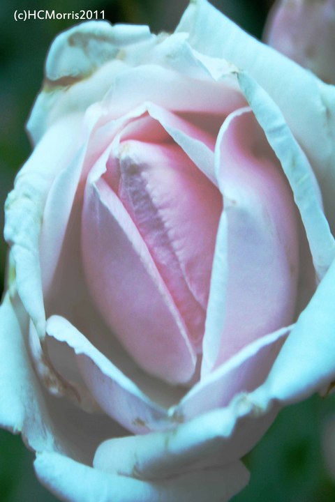 Pink Rose