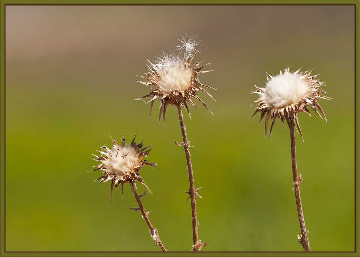 Thistles