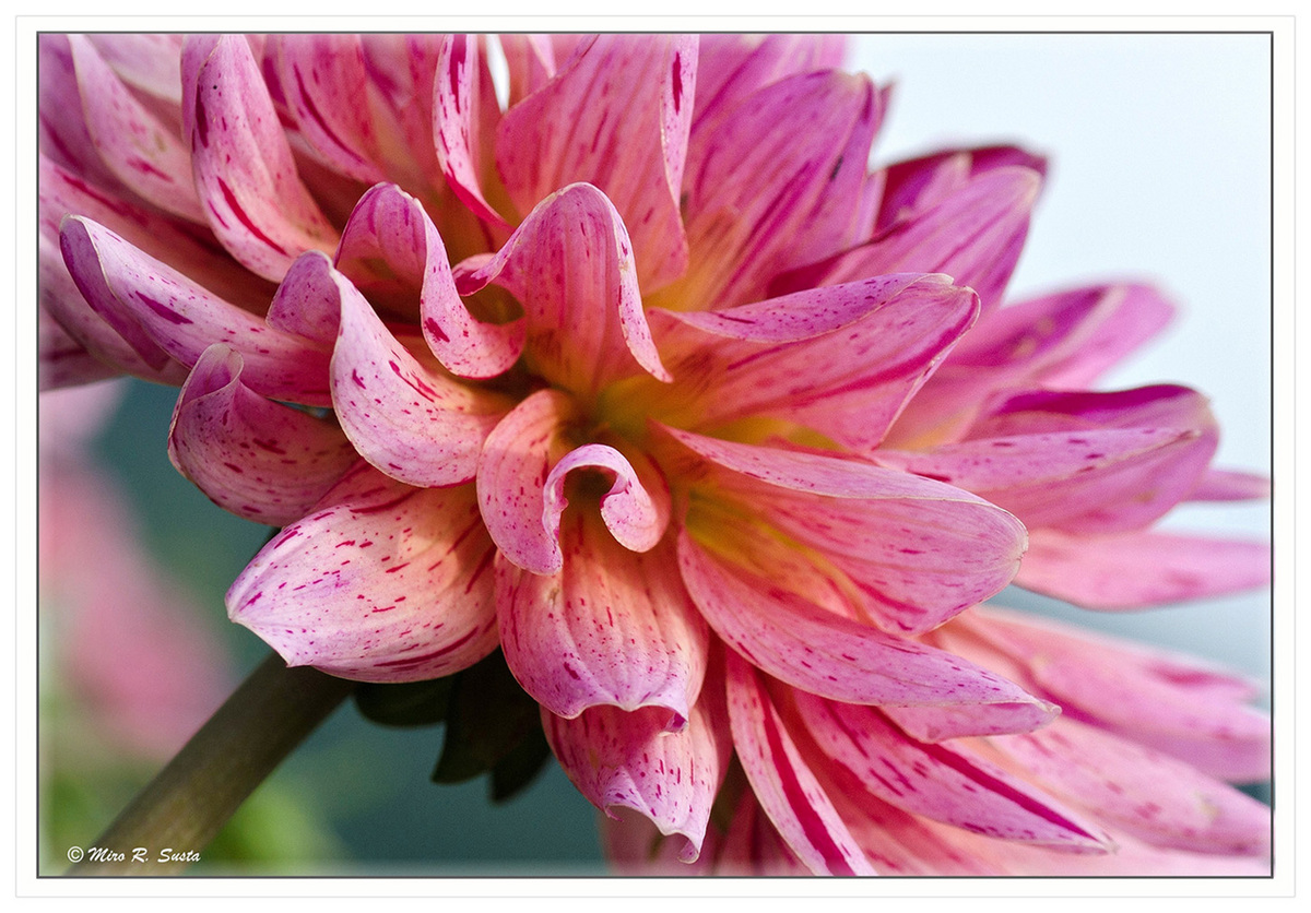 Another Dahlia
