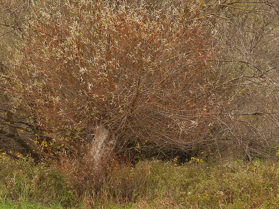Morava Floodplains III