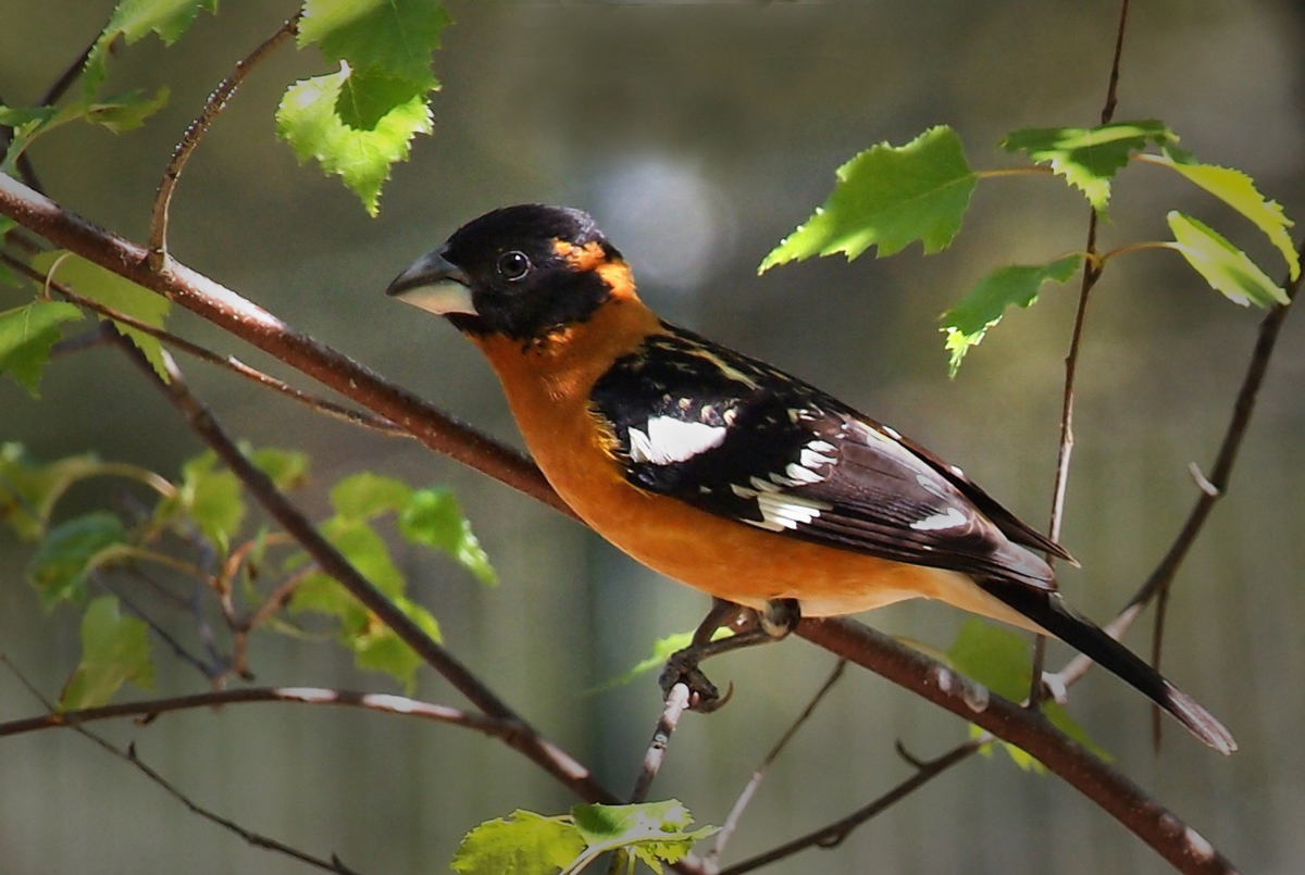 (Repost) BH Grosbeak