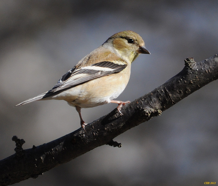 American Goldfinch