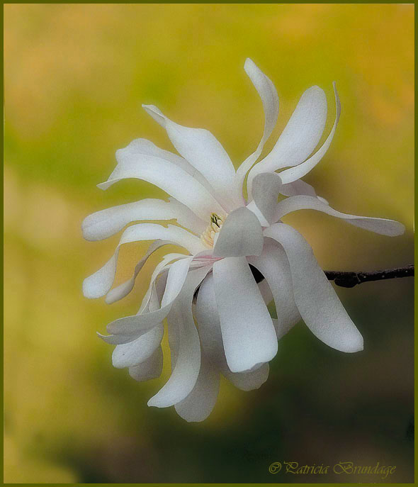 Star Magnolia
