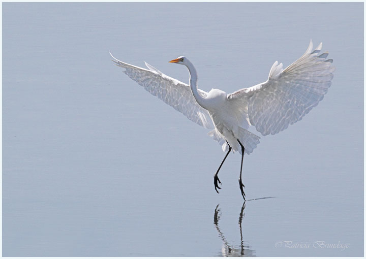 The Landing