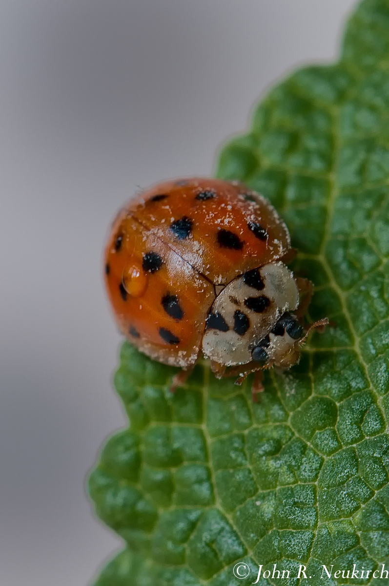 Asian Lady Beetle