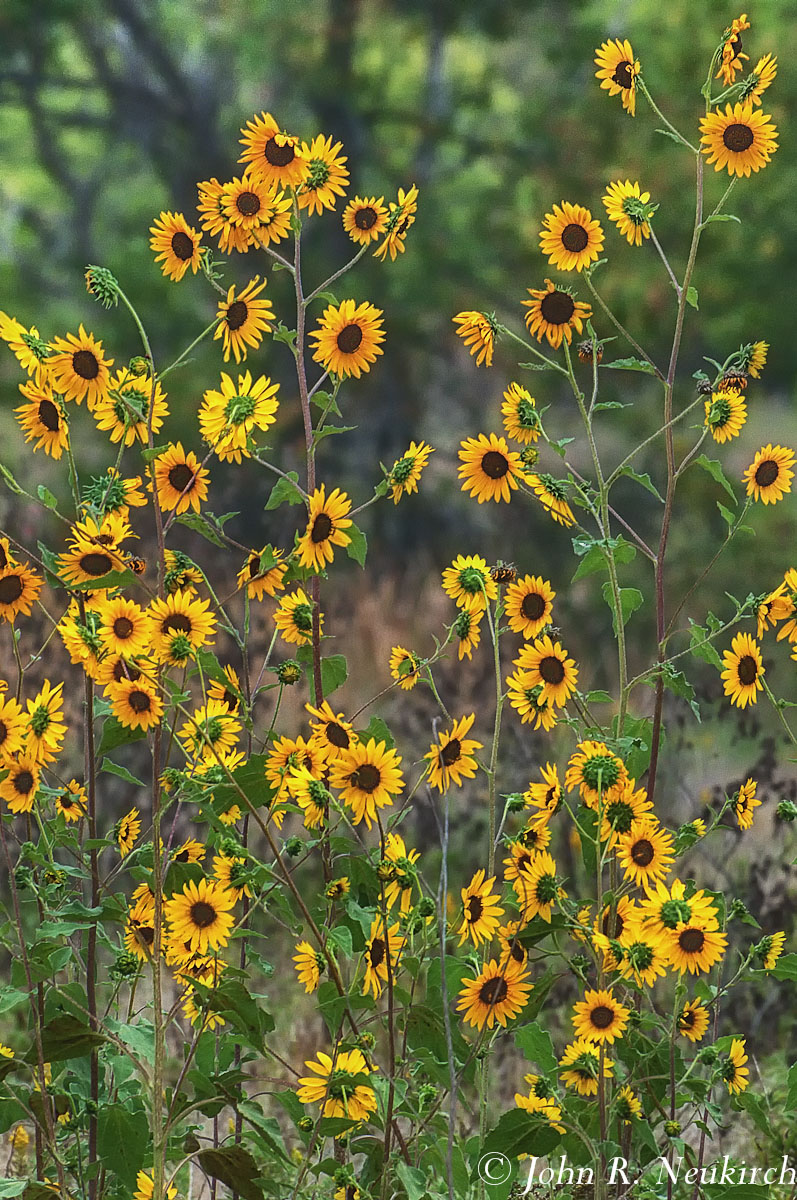 Sunflower melody