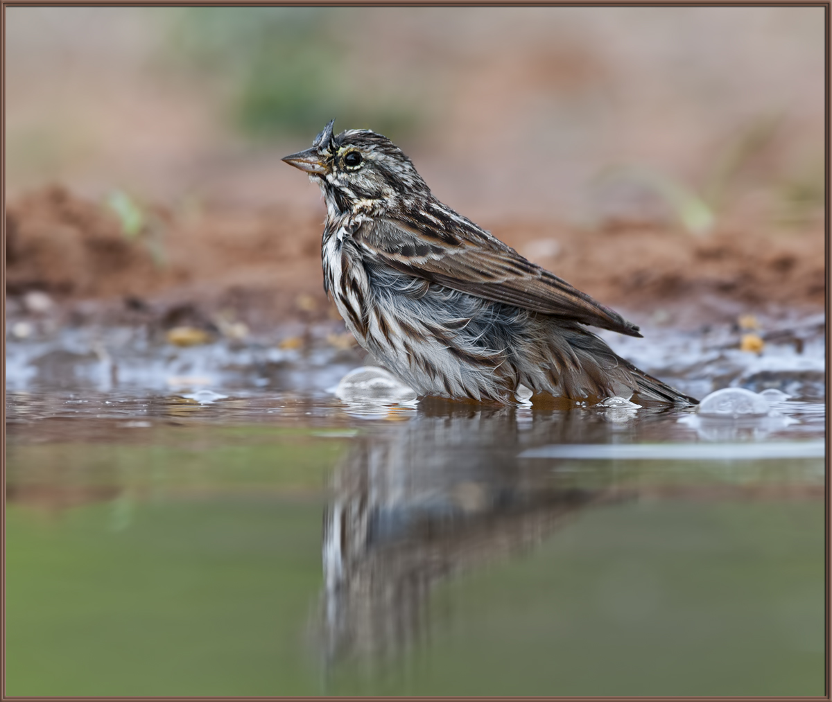 Savannah  Sparrow 