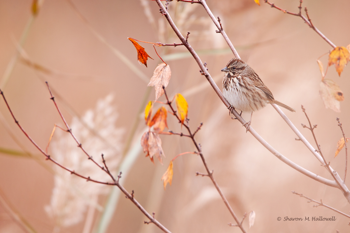 Fall Song