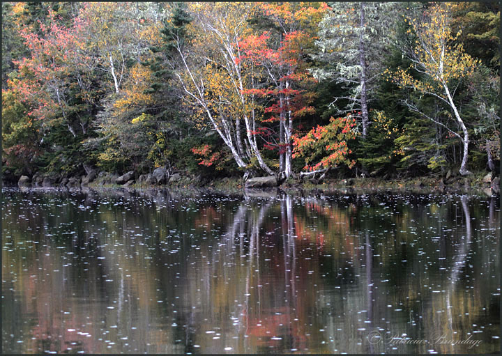 Fall Reflections