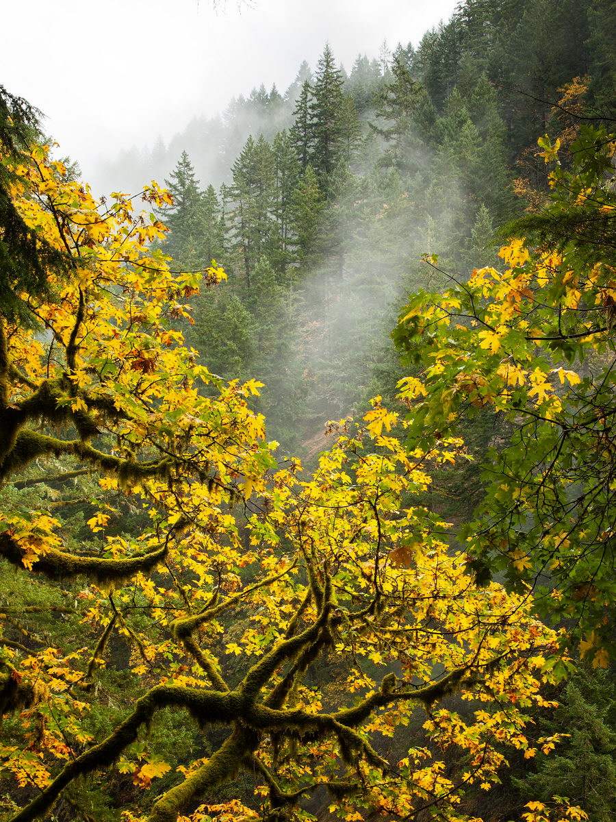 Oneonta trail fall mist