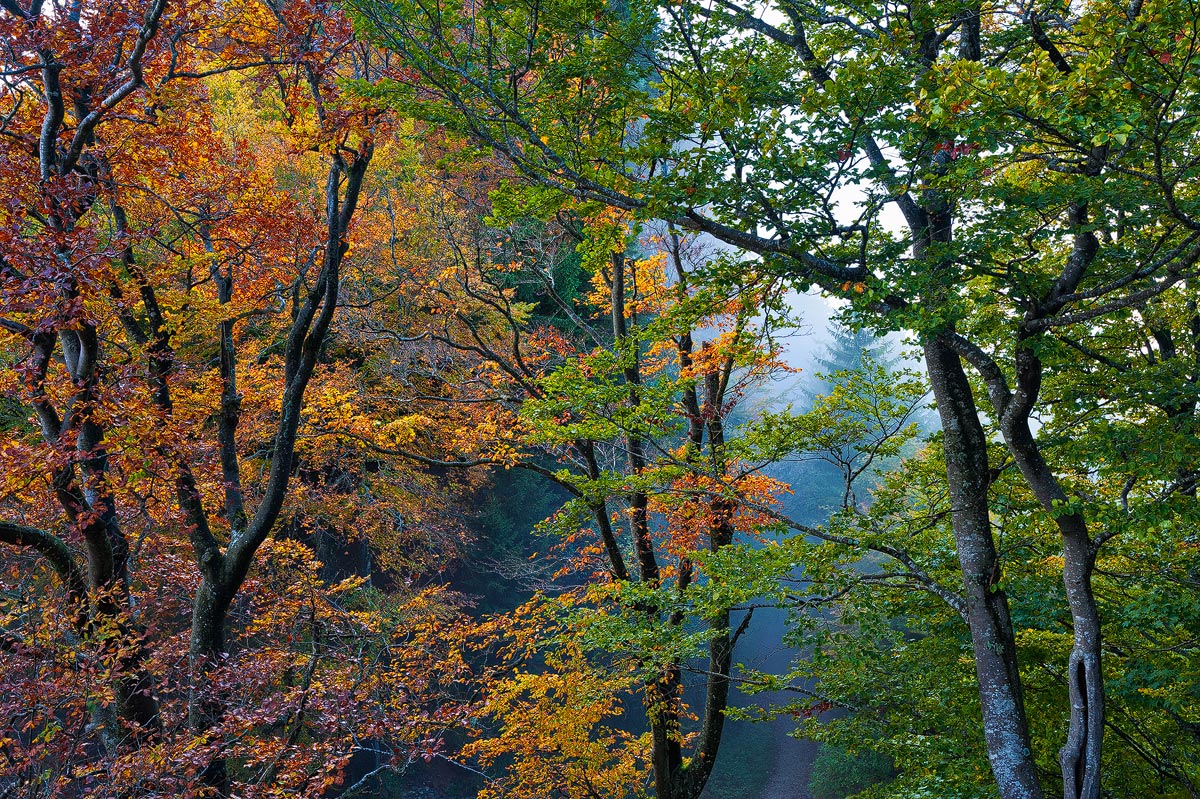Herbstwald