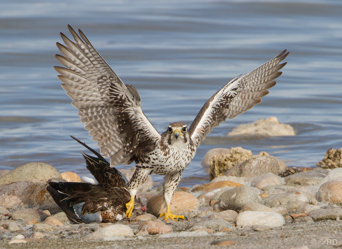 Prairie Falcon