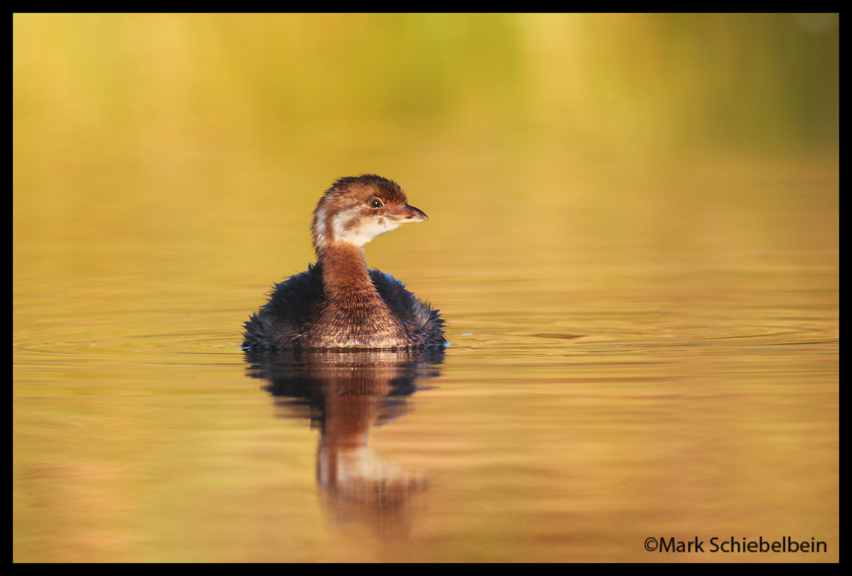 Pie-billed Grebe